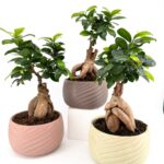 Bonsai Tree Ficus Ginseng Ceramic Planter