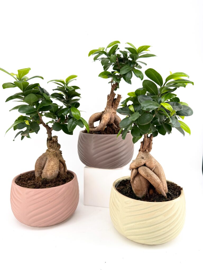 Bonsai Tree Ficus Ginseng