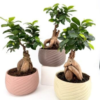 Bonsai Tree Ficus Ginseng