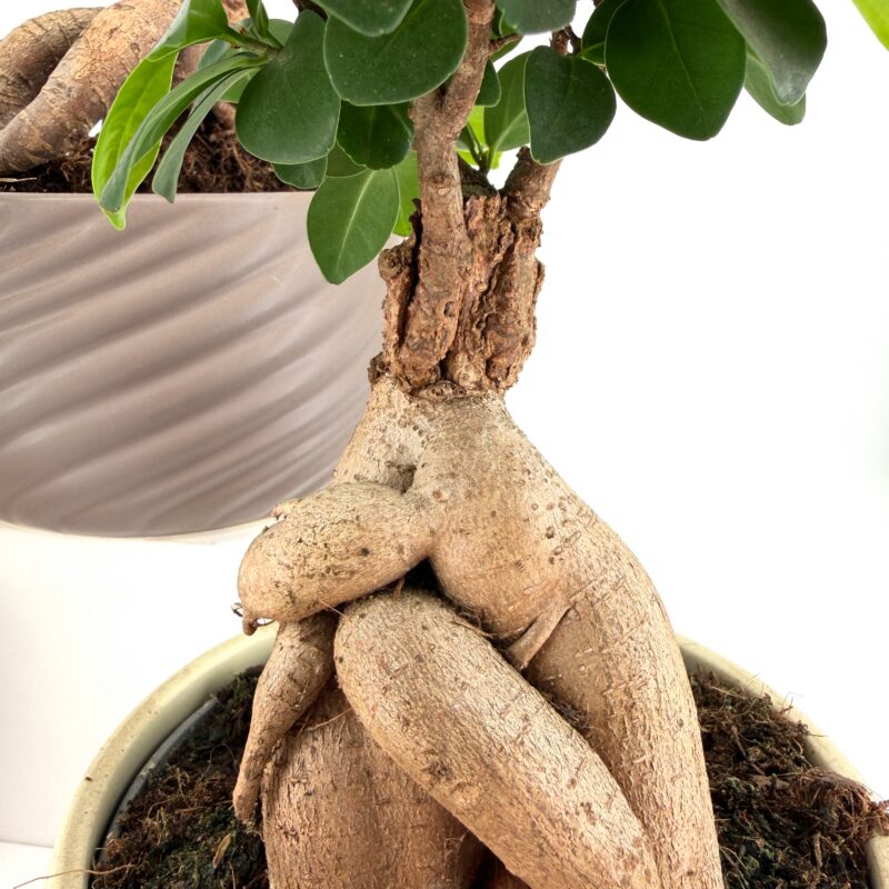 Bonsai Tree Ficus Ginseng Ceramic Planter Bonsai Tree Ficus Ginseng