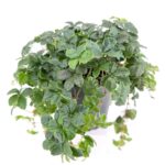 Sugar Vine Plant Cissus Striata