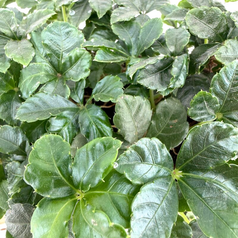 Sugar Vine Plant Cissus Striata Healthy Sugar Vine plant indoor trailing houseplant UK stock