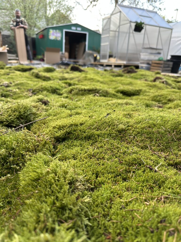 Our Show Garden Moss Guide Is Here