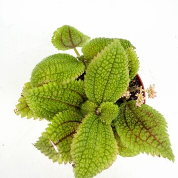 Top view of Pilea Moon Valley plant showing deeply textured quilted green leaves with unique surface detail