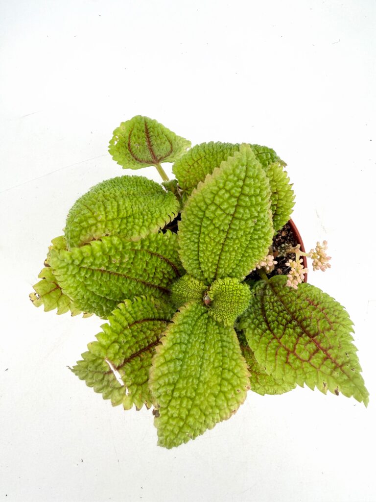 Top view of Pilea Moon Valley plant showing deeply textured quilted green leaves with unique surface detail