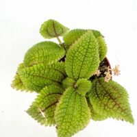 Top view of Pilea Moon Valley plant showing deeply textured quilted green leaves with unique surface detail
