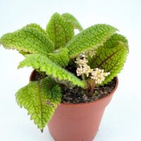 Pilea Moon Valley Friendship Plant indoor houseplant with bright green textured foliage in nursery pot
