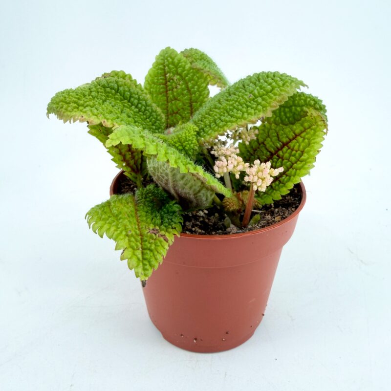 Pilea Moon Valley Friendship Plant Pilea Moon Valley plant with textured leaves and small pale pink flowers growing in pot indoor houseplant