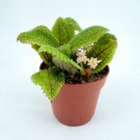 Pilea Moon Valley plant with textured leaves and small pale pink flowers growing in pot indoor houseplant