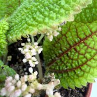 Close-up of Pilea Moon Valley leaves showing detailed crinkled texture and small flowering stems