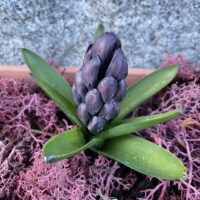 Mixed Hyacinth Bulbs | Hyacinthus orientalis | Indoor or Garden