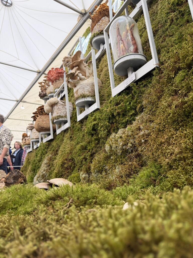 Our Show Garden Moss Guide Is Here