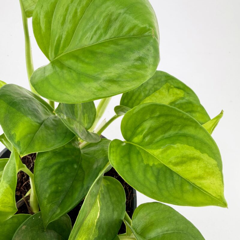 Epipremnum aureum Global Green Pothos Close up of Epipremnum aureum Global Green Pothos leaves showing natural green variegation