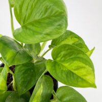 Close up of Epipremnum aureum Global Green Pothos leaves showing natural green variegation