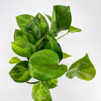 Top view of Global Green Pothos with glossy green variegated leaves