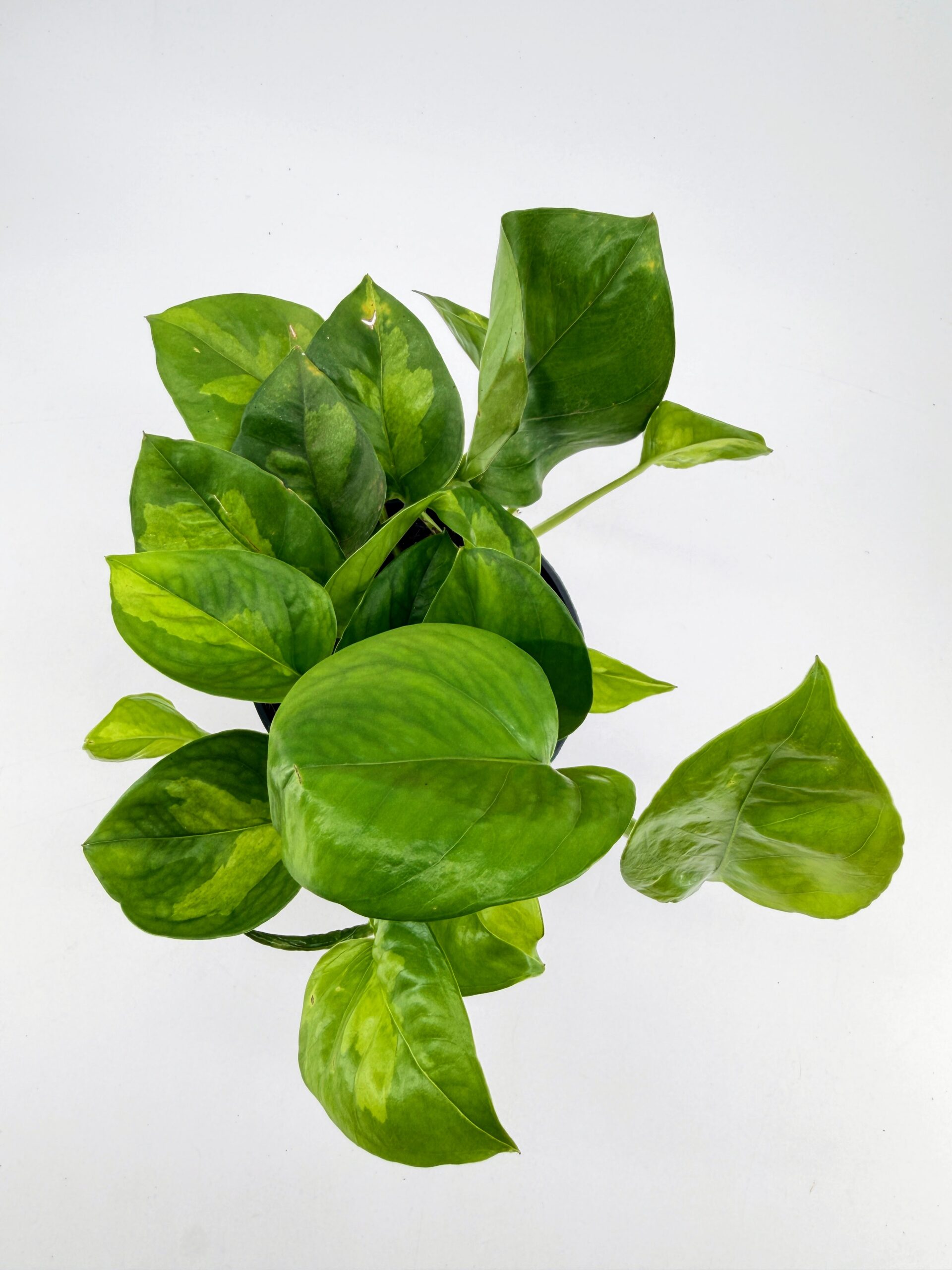 Epipremnum aureum Global Green Pothos