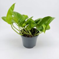 Side view of Global Green Pothos houseplant in grey nursery pot with trailing green leaves