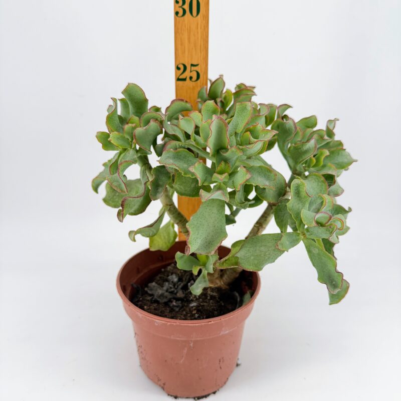 Crassula arborescens Magic Plant Bonsai Style Succulent Crassula arborescens Magic bonsai style succulent in 12cm pot with height scale ruler