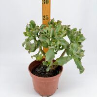 Crassula arborescens Magic bonsai style succulent in 12cm pot with height scale ruler
