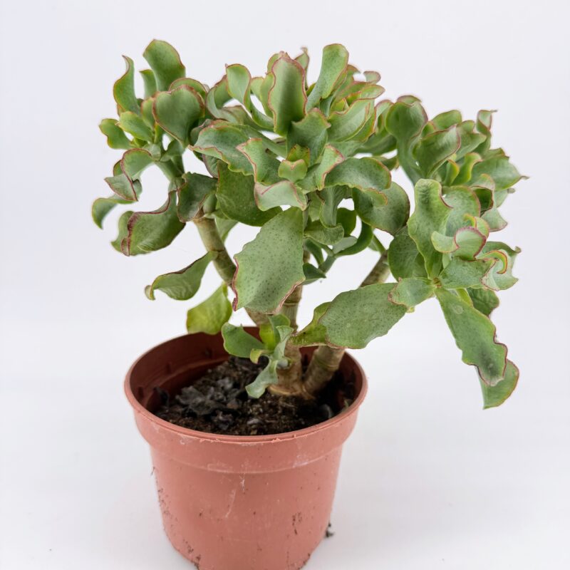 Crassula arborescens Magic Plant Bonsai Style Succulent Crassula arborescens Magic succulent plant in 12cm nursery pot bonsai style branching