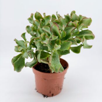 Side view of Crassula arborescens Magic bonsai succulent in pot on white background