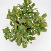 Top view of Crassula arborescens Magic showing dense curled leaf rosettes and red margins