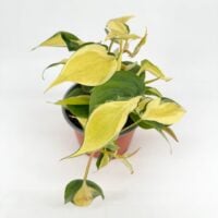 Philodendron Rio plant in nursery pot, variegated heart shaped leaves with cream and green stripes, top view on white background