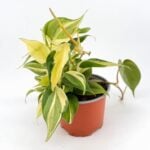 Philodendron Rio Houseplant