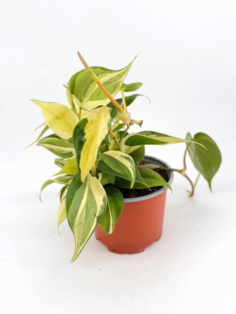 Philodendron Rio variegated heartleaf philodendron in nursery pot, side view showing trailing vine and cream green leaves