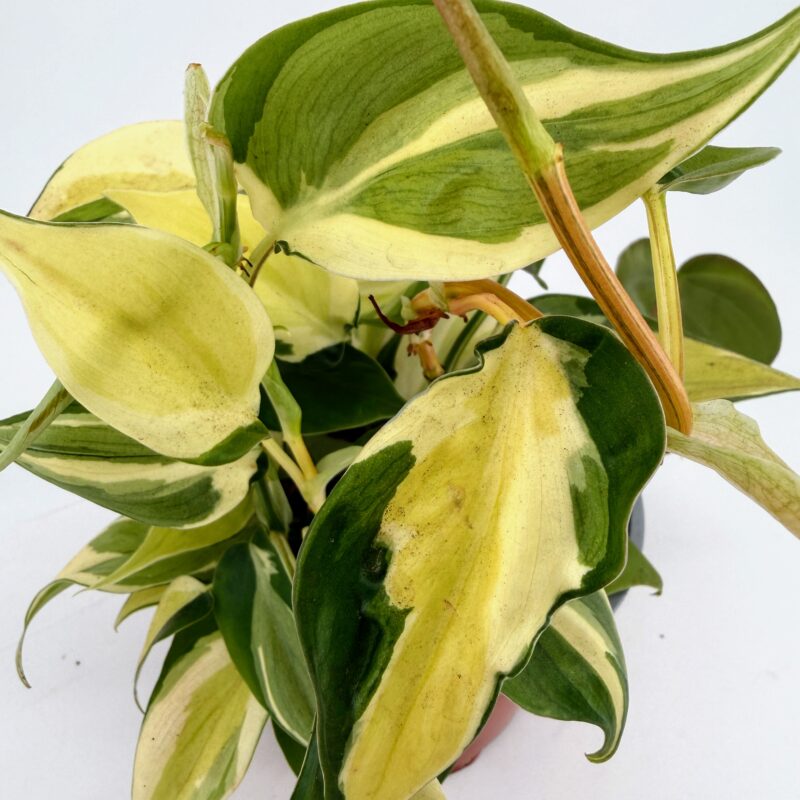 Philodendron Rio Houseplant Close up of Philodendron Rio leaves, creamy yellow and green variegation with striped pattern on glossy heart shaped foliage