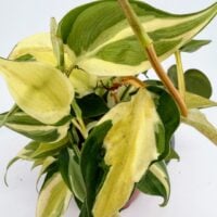 Close up of Philodendron Rio leaves, creamy yellow and green variegation with striped pattern on glossy heart shaped foliage