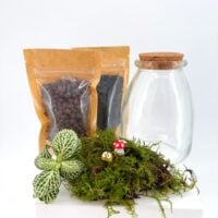 Mini terrarium kit contents including eco glass jar with cork lid, Fittonia nerve plant, feather moss, clay pebbles, terrarium soil and small decorations. Mini Terrarium Kit Guide: What It Is and How to Make Yours Step by Step