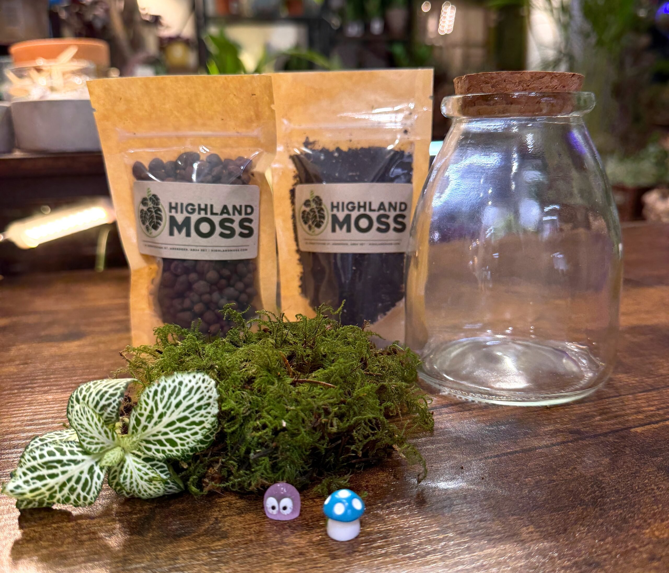 Mini Terrarium Kit Guide: What It Is and How to Make Yours Step by Step