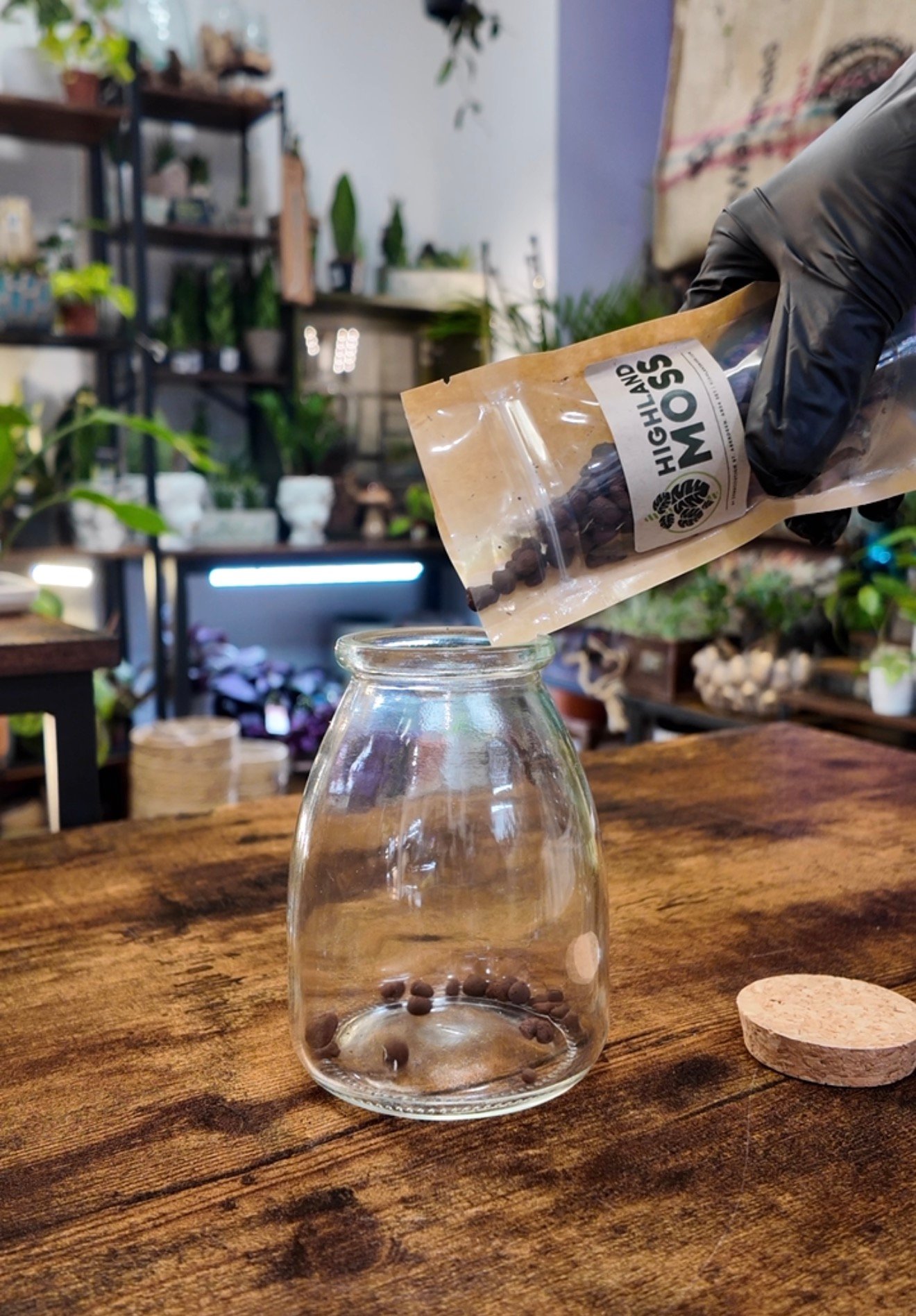 Mini Terrarium Kit Guide: What It Is and How to Make Yours Step by Step