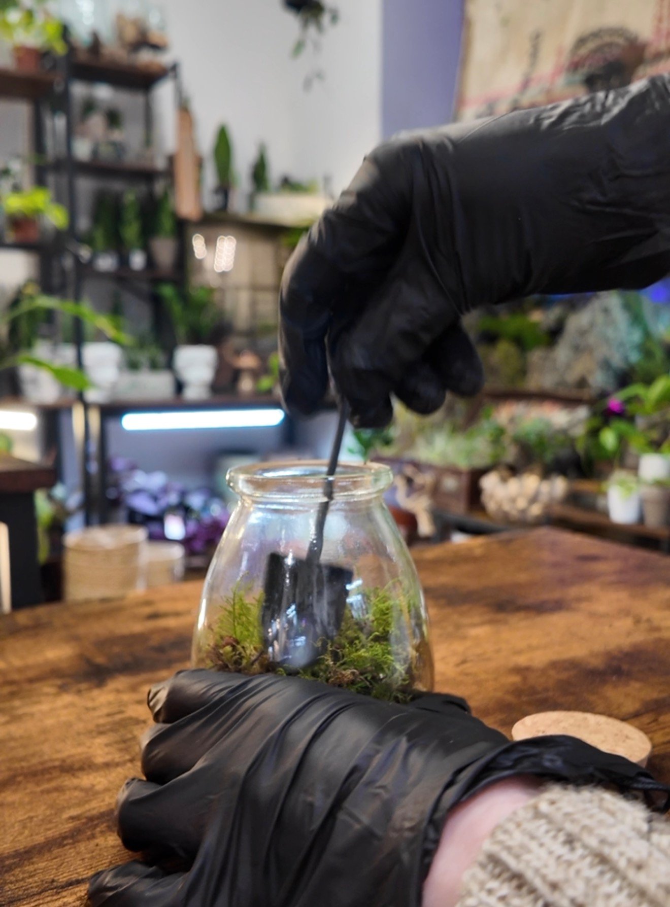 Mini Terrarium Kit Guide: What It Is and How to Make Yours Step by Step