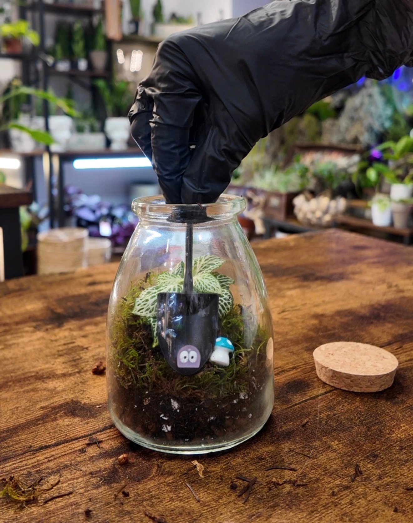 Mini Terrarium Kit Guide: What It Is and How to Make Yours Step by Step