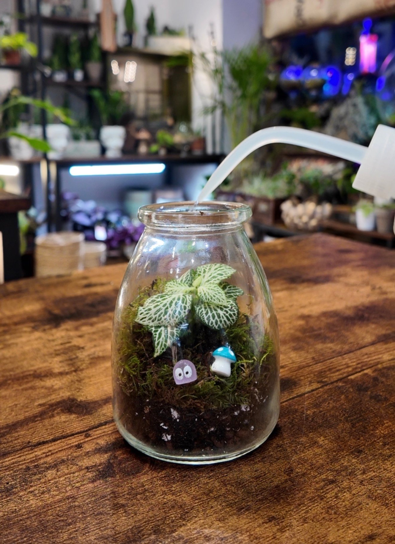 Mini Terrarium Kit Guide: What It Is and How to Make Yours Step by Step