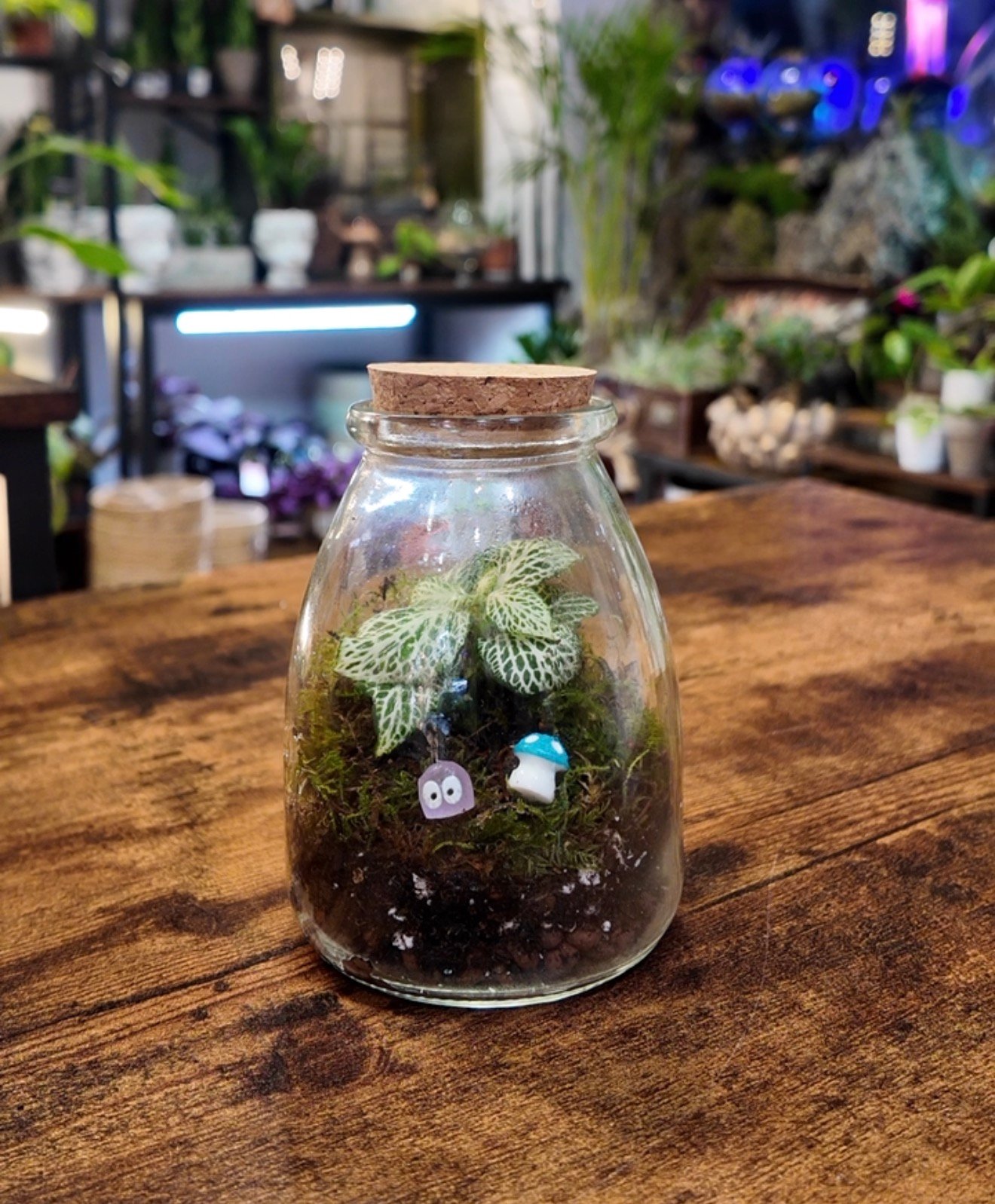 Mini Terrarium Kit Guide: What It Is and How to Make Yours Step by Step