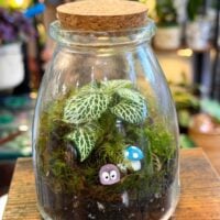 Mini Terrarium DIY Kit with Fittonia Nerve Plant