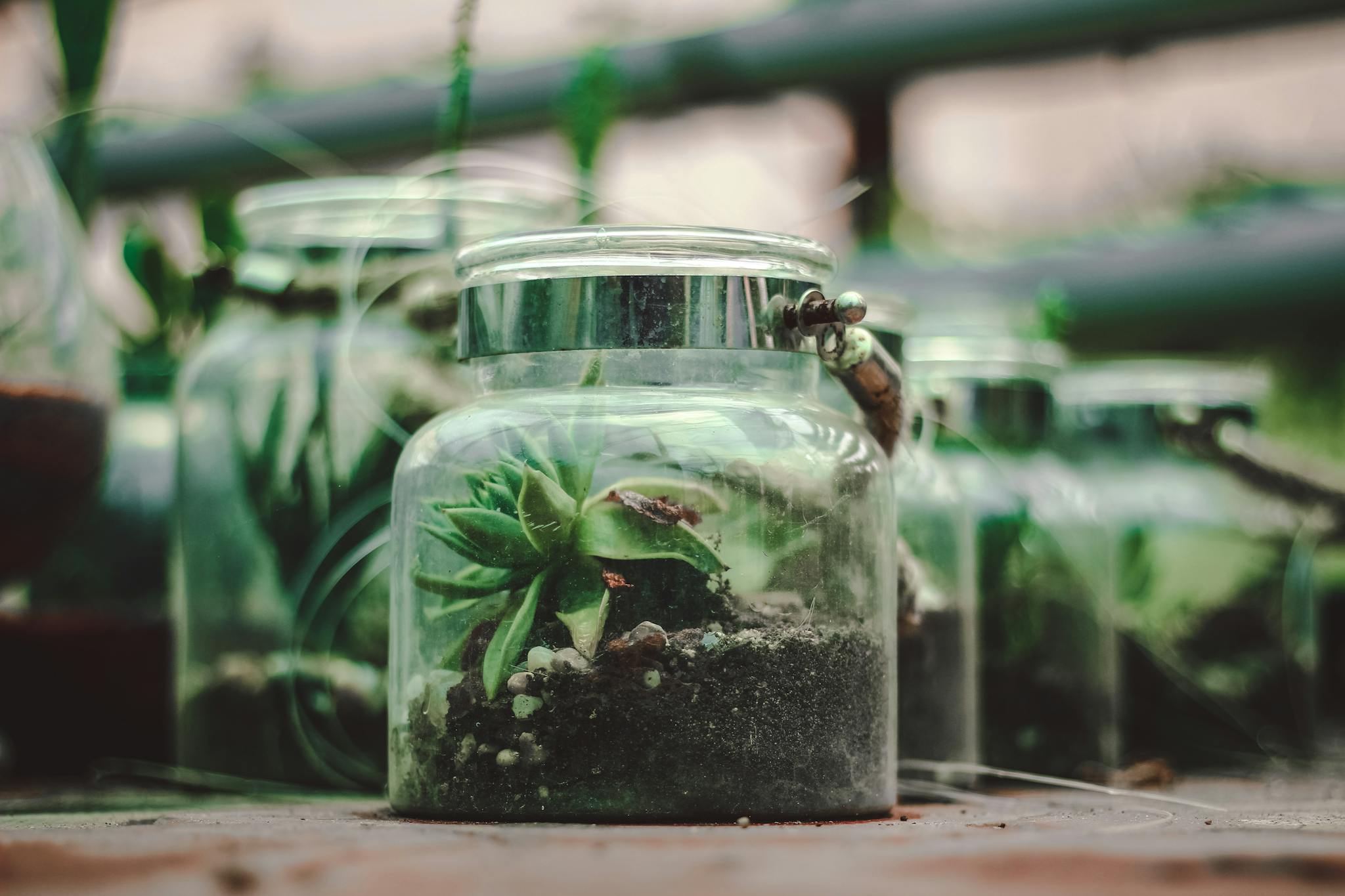 Close-up of succulent plants in terrarium jars, showcasing growth and greenery.