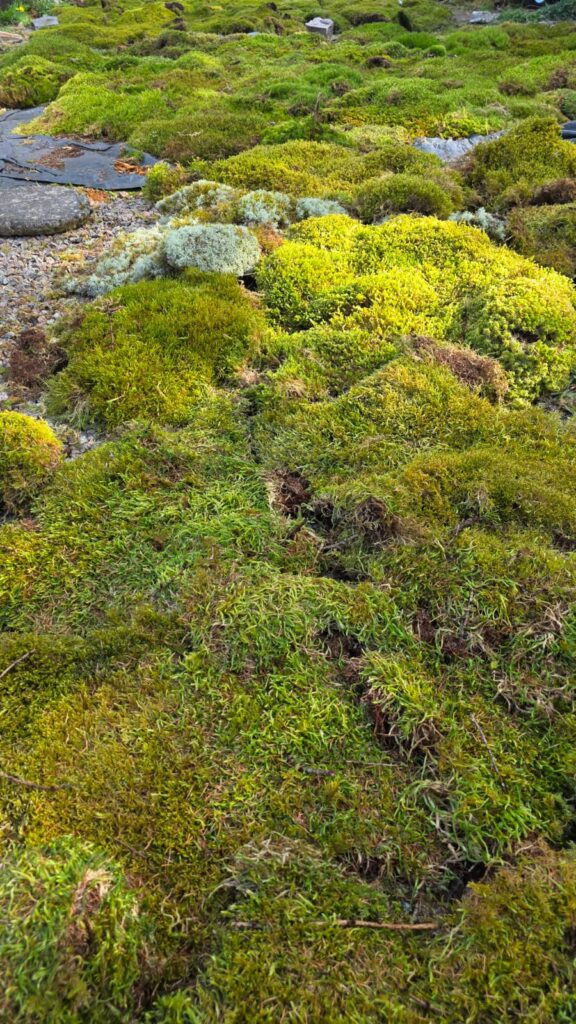 Our Show Garden Moss Guide Is Here