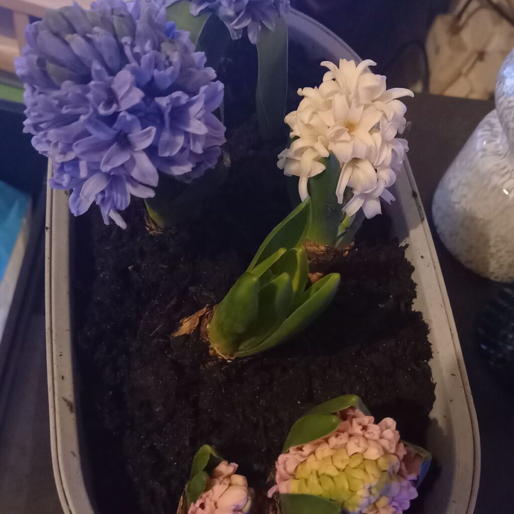 Image #1 from Yvonne