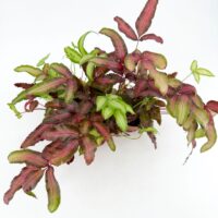 Pteris cretica Albolineata Silver Ribbon Fern with pink and green variegated fronds houseplant