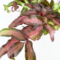 Close up of Pteris cretica Albolineata Silver Ribbon Fern showing pink toned variegated fern leaves
