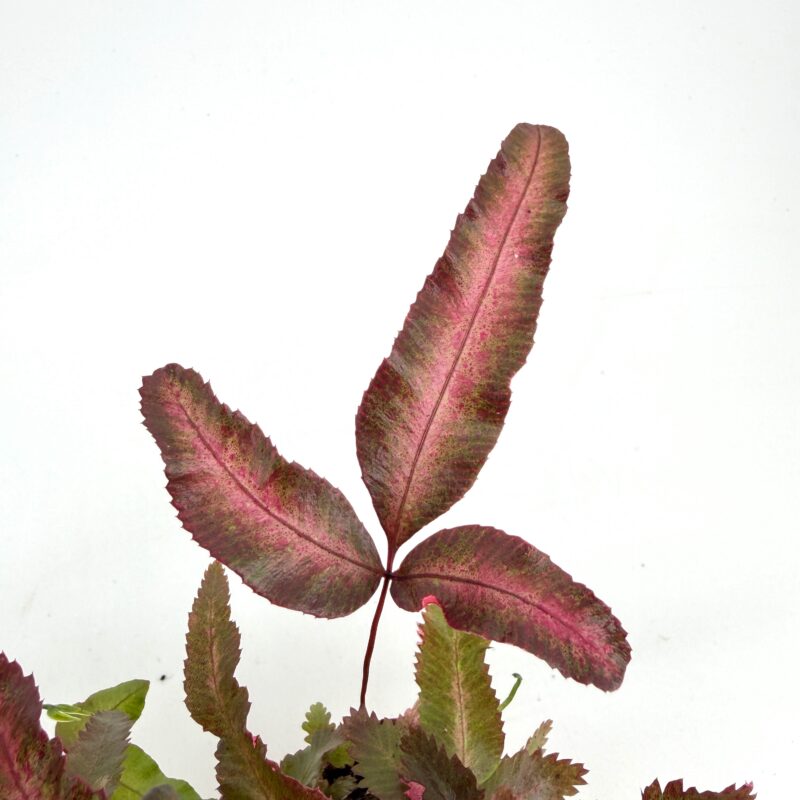 Pteris Cretica Albolineata Variegated Silver Ribbon Fern Pteris cretica Albolineata fern frond with pink reddish variegation on young foliage