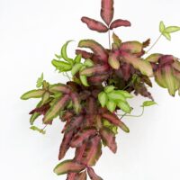 Top view of Pteris cretica Albolineata Silver Ribbon Fern with pink and green foliage