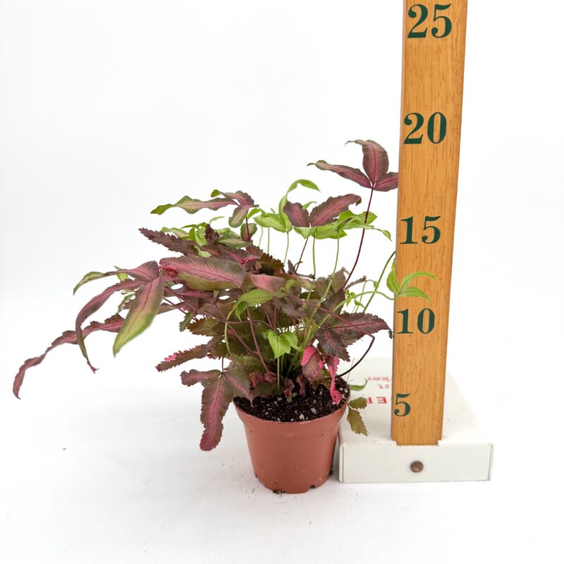 Pteris Cretica Albolineata Variegated Silver Ribbon Fern Pteris cretica Albolineata Silver Ribbon Fern houseplant showing plant size next to ruler