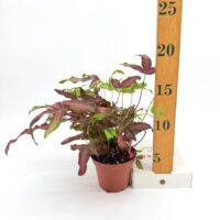 Pteris cretica Albolineata Silver Ribbon Fern houseplant showing plant size next to ruler