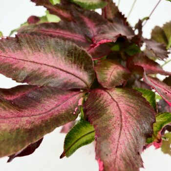 Pteris Cretica Albolineata Variegated Silver Ribbon Fern