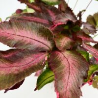Pteris Cretica Albolineata Variegated Silver Ribbon Fern